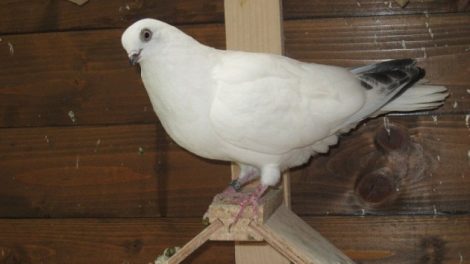 pigeons culbutant - güvercin