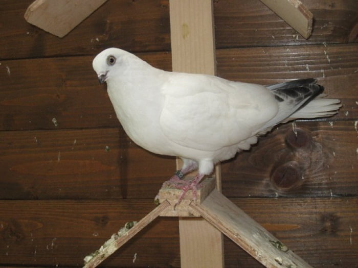 pigeons culbutant - güvercin