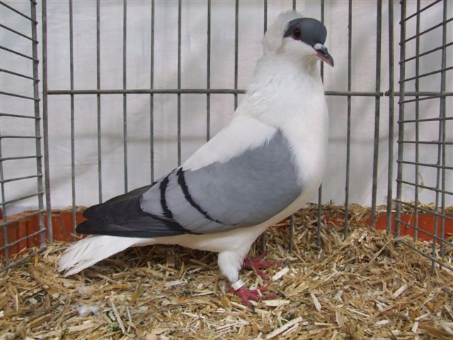 Hirondele pigeons