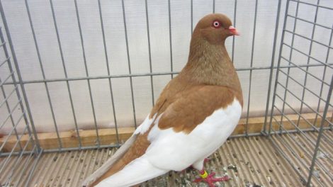 taklacı kuşlar