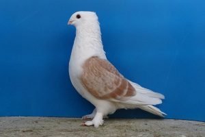 pura photos - breeder pigeon