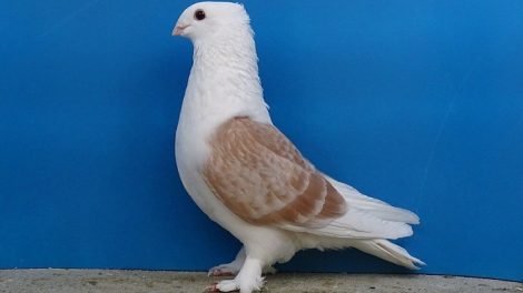pura photos - breeder pigeon