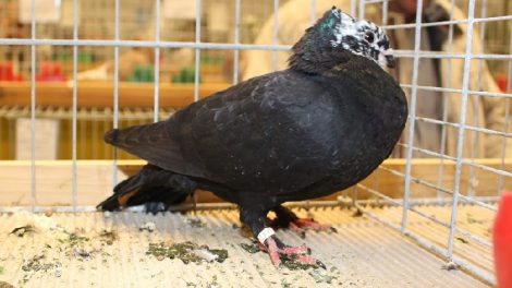 farbentauben