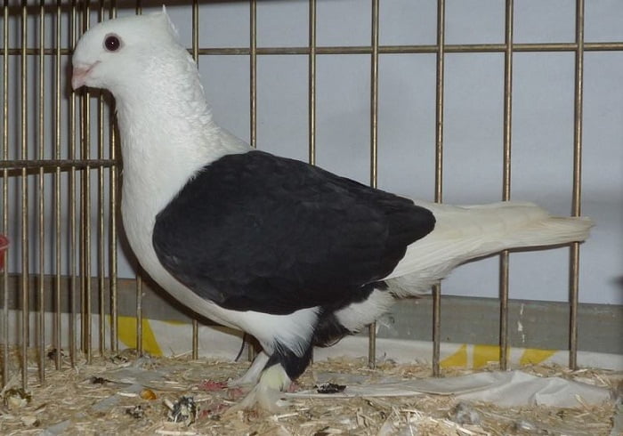 Luzerner tauben - güvercin