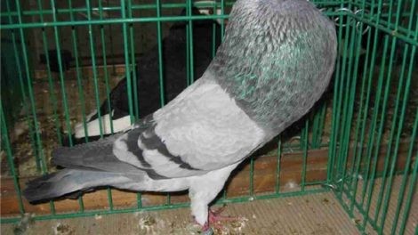 pouter - pigeons - all pigeons