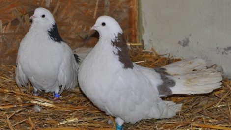 Polish Tumbler - pigeons - white-balck