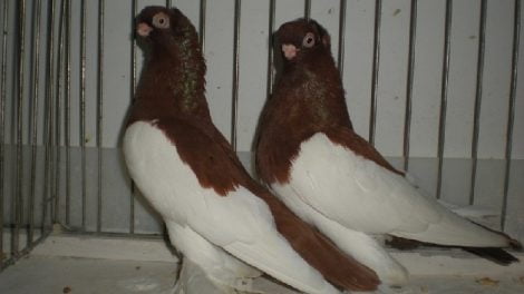tumbler pigeons