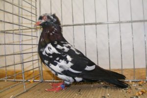 birds images - pigeons