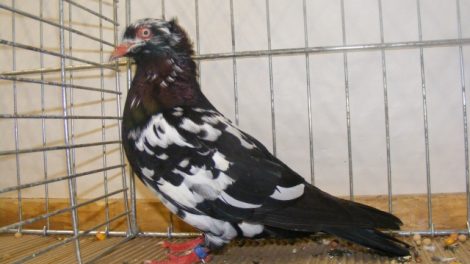 birds images - pigeons