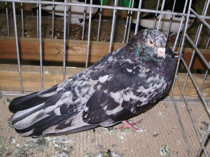 photo pigeons