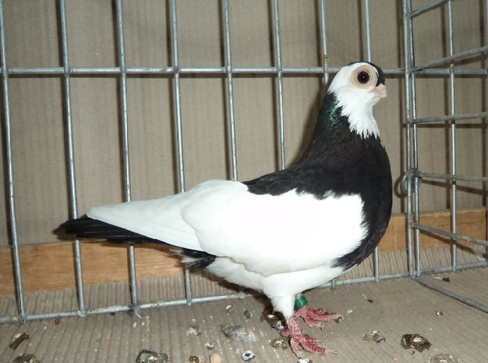 tumbler - pigeons