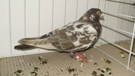 pigeons - show - brown tumbler
