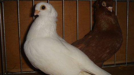 serbian pigeons