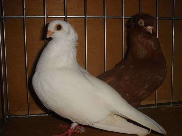 serbian pigeons