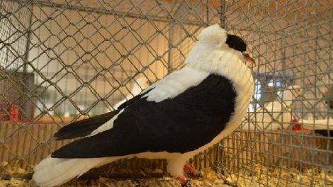 colour pigeons
