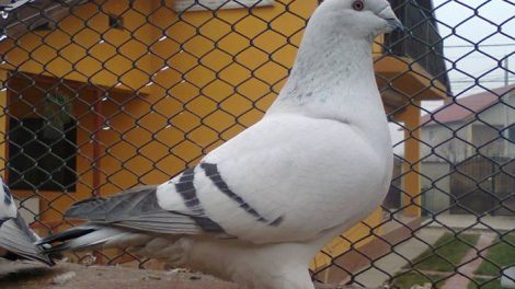 pigeons de forme