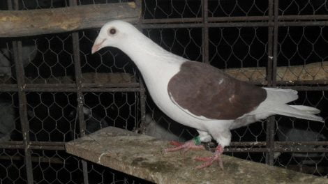 pigeons