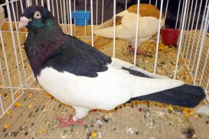 pigeon photos - magpi-tumbler