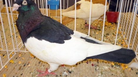 pigeon photos - magpi-tumbler