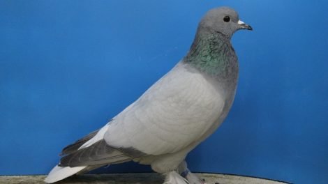 pigeons