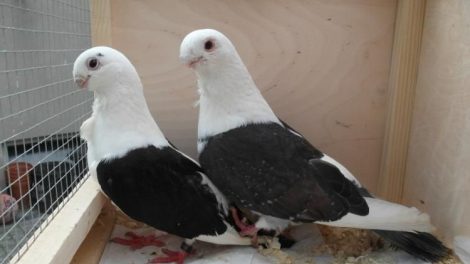 owl pigeons