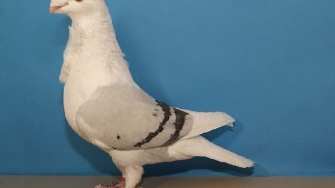 owl-pigeons-mövchen