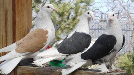 Highflyer pigeons