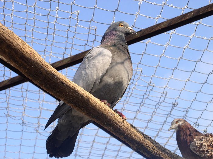 sovater pigeons