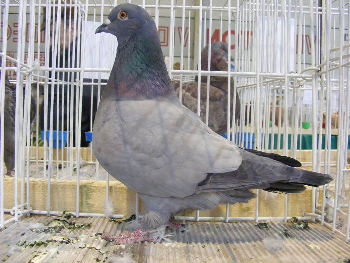 form-pigeons -utility