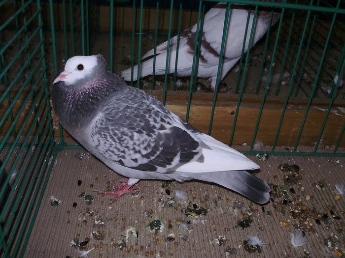 pigeons Suisse