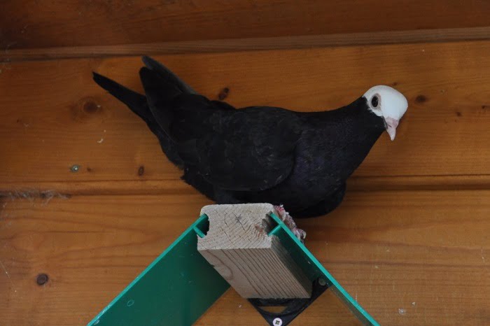 tumbler pigeons - white head