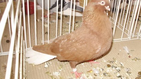 pigeons
