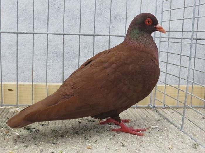 red pigeons - 