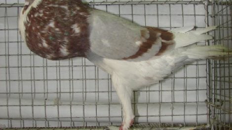 cropper pigeons