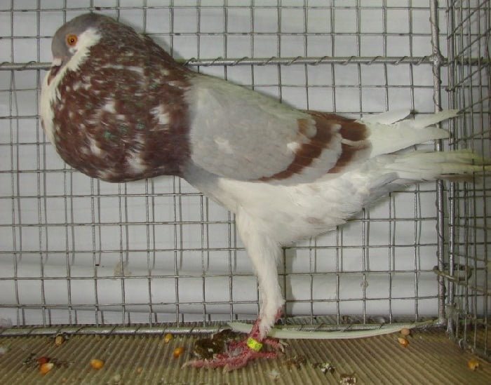 cropper pigeons