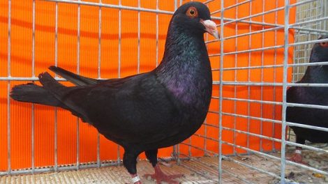 farbentauben