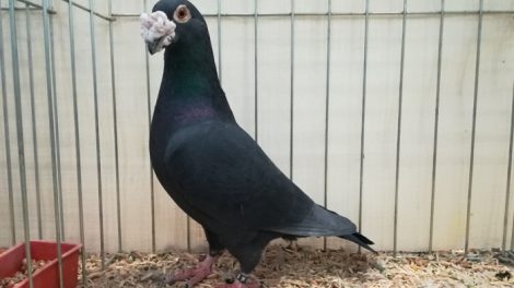 homer - racer - show pigeon
