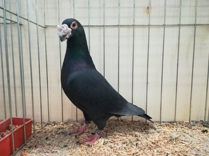 homer - racer - show pigeon