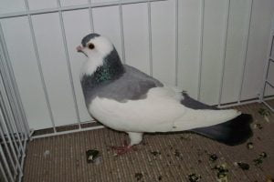 dove - pigeons - golubi