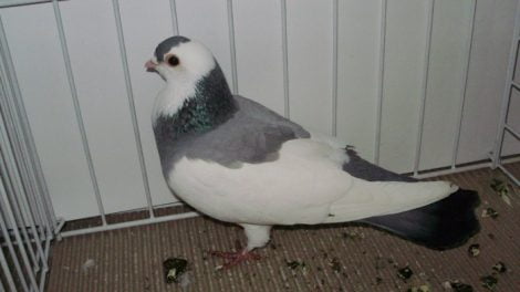 dove - pigeons - golubi