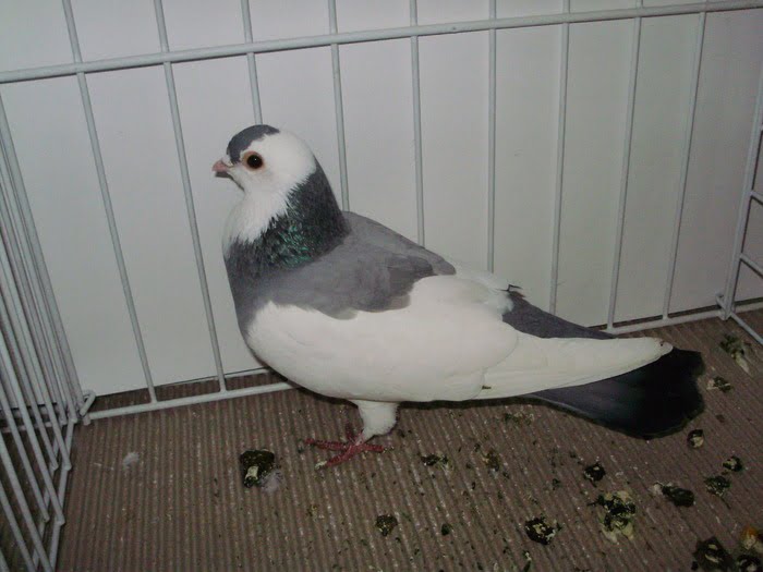 dove - pigeons - golubi