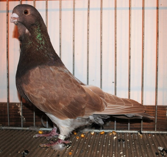 pigns - utility form pigeons