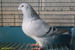 homer pigeon varieties