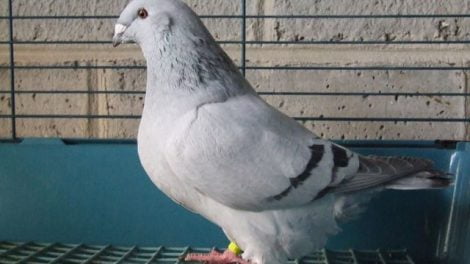 homer pigeon varieties