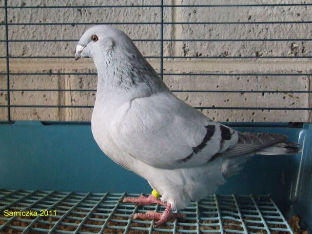 homer pigeon varieties