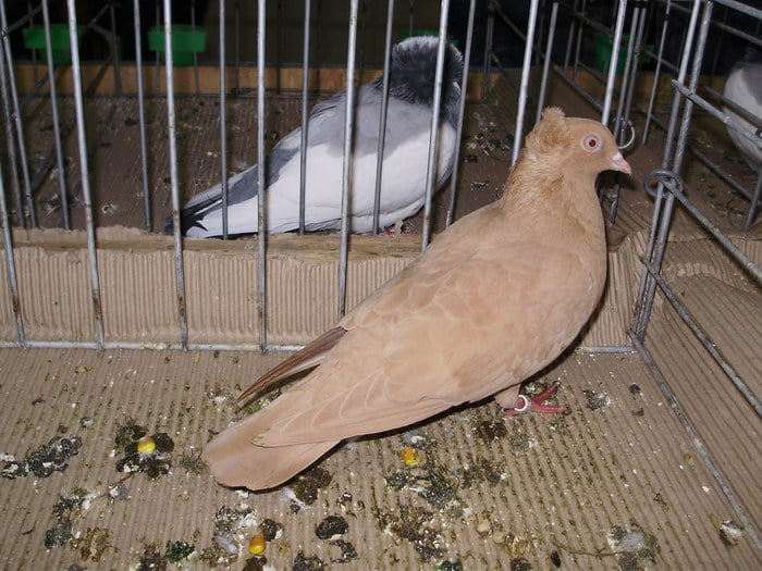 pigeons - Rouleur