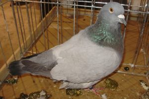 pigeons - szovat