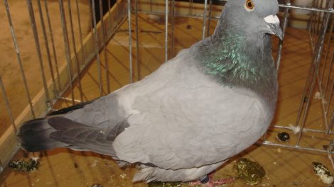pigeons - szovat