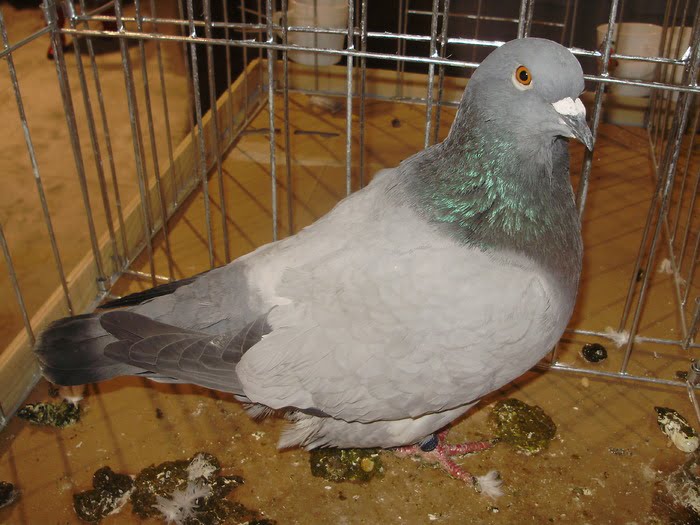 pigeons - szovat