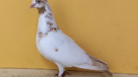 Hochflieger